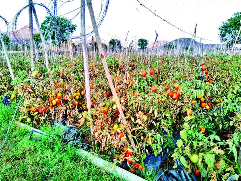 Tomatoes Quenchial price: Time to stop picking | टमाट्याला कवडीमोल भाव : तोडणी बंद करण्याची वेळ