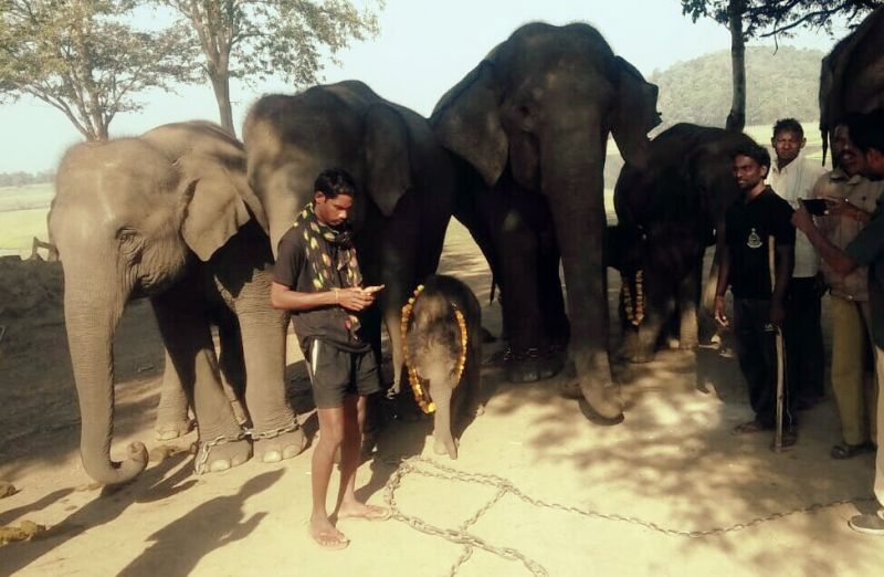New baby arrival in Kamchalpur Elephant camp in Gadchiroli | गडचिरोलीतील कमलापूरच्या हत्ती कॅम्पमध्ये नव्या बाळहत्तीचे आगमन