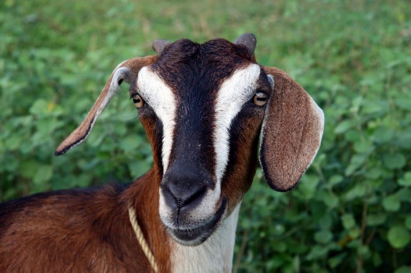 Bladder disorders are increasing in sheep and goats due to cabbage | कोबी-पालकामुळे शेळ्या-बकऱ्यांमध्ये वाढताहेत मूत्राशयाचे विकार