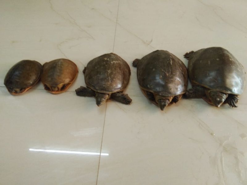 Five turtles seized of rare caste in Bhandara district | भंडारा जिल्ह्यात दुर्मिळ जातीची पाच कासवे जप्त