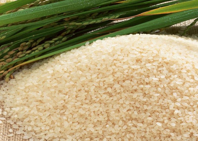 Gadchiroli rice rolls in Delhi exhibition | दिल्लीतील मेळाव्यात गडचिरोलीचा तांदूळ दाखल