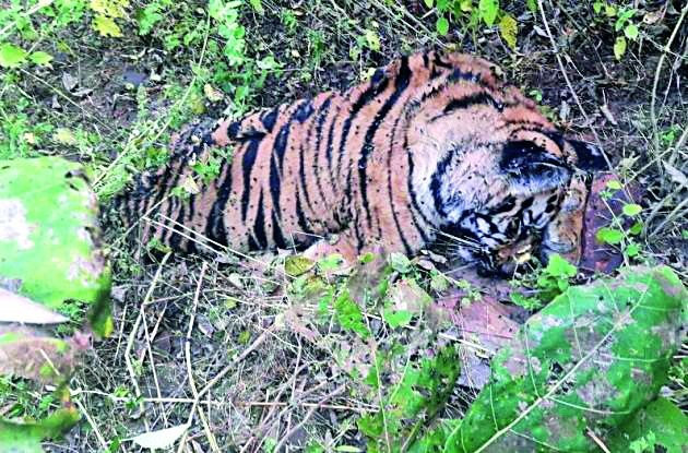 Tiger Found dead in Tadoba Sanctuary | ताडोबातील झुंजीत वाघाच्या बछड्याचा मृत्यू