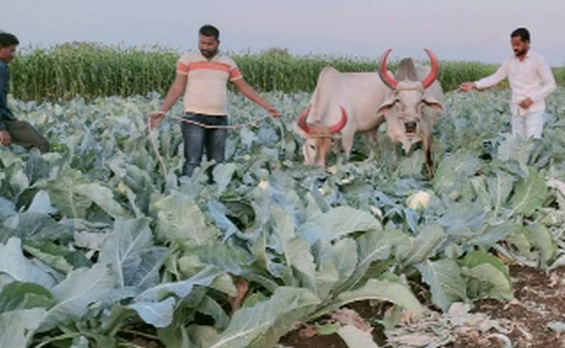 Livestock left in the Big 3 cabbage crop | ४० बिघे कोबी पिकात सोडली गुरे