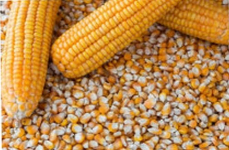 1 lakh quintals of maize fell | १ लाख क्विंटल मका पडून