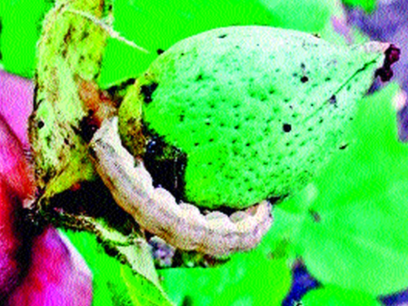 Cotton bollworm risk | कापसाला बोंडअळीचा धोका