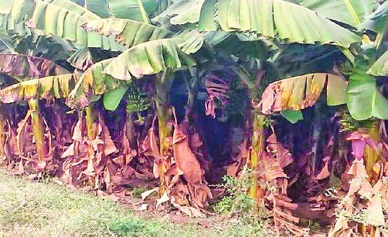 Banana banana garden | उन्हामुळे होरपळल्या केळीच्या बागा