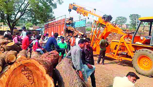 Two and a half lakh illegal laborers seized in Anjangaa | अंजनगावात अडीच लाखांचे अवैध लाकूड जप्त