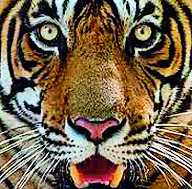 Five-tigers hunting in Mellaghat in just six months | मेळघाटात अवघ्या सहा महिन्यांत पाच वाघांची शिकार