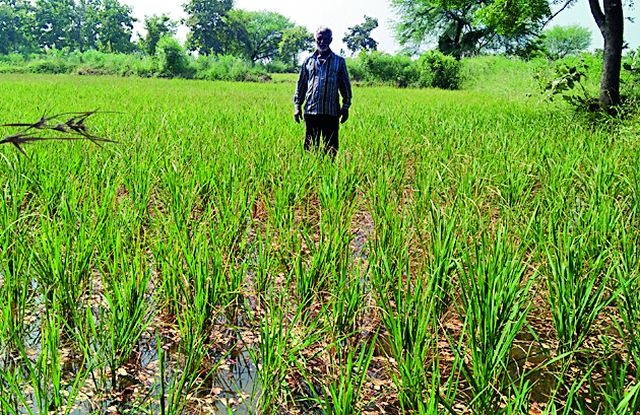 Irrigation clash between 'Madha' rice crop | ‘मड्डा’ झालेल्या भात पिकात सिंचनाची धडपड