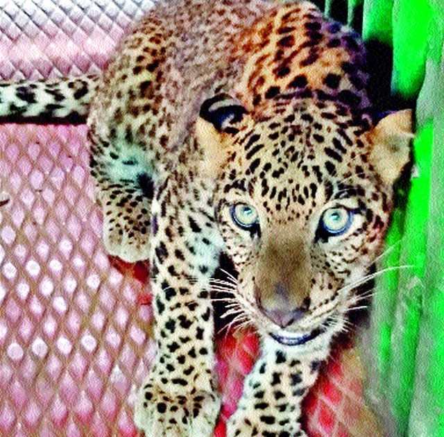 Leopard cage at Mahajanpur | महाजनपूर येथे बिबट्या पिंजऱ्यात