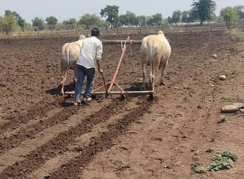 Sowing on only 17 thousand 443 hectares in Buldana district | बुलडाणा जिल्ह्यात केवळ १७ हजार ४४३ हेक्टवर पेरणी