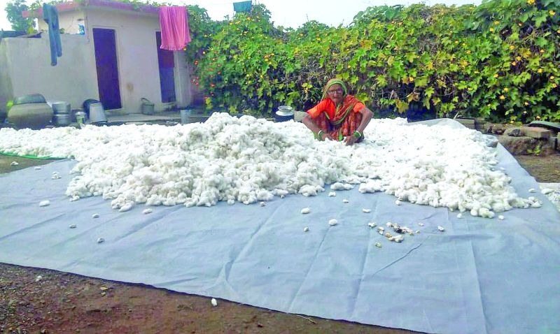 Farmers struggle to dry wet cotton | शेतकऱ्यांची ओला कापूस वाळविण्यासाठी धडपड