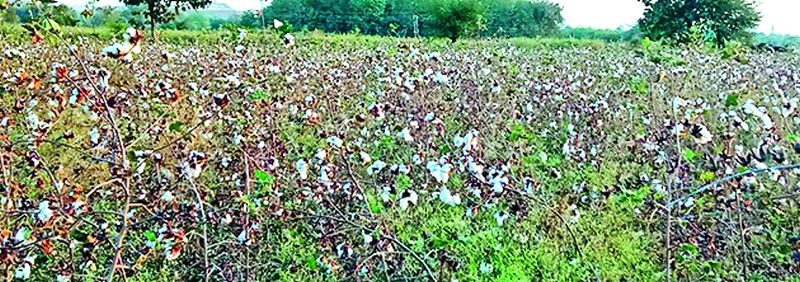 Seeing the cotton in the field, the water in the eyes of the farmers | शेतातील कापूस बघून शेतकऱ्यांच्या डोळ्यात पाणी