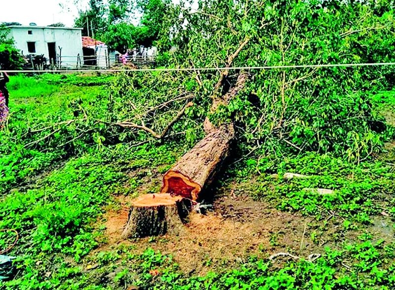 Trees were cut down on private land at the police station | खासगी जागेवरील झाडांची कत्तल गेली पोलीस ठाण्यात