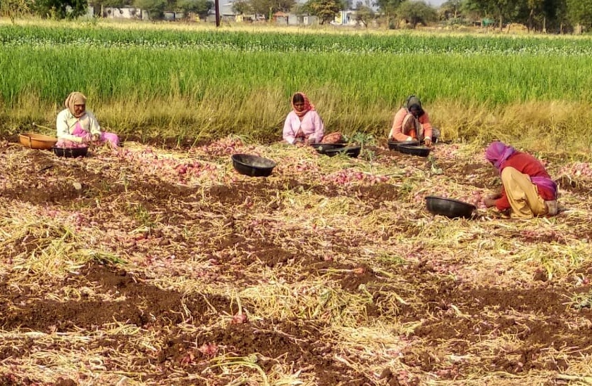 Onion Harvest Worker | कांदा काढणीसाठी मिळेना मजूर