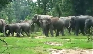 forest department Anxious over wild elephants herd | जंगली हत्तींच्या कळपाने वनविभागालाही आणले जेरीस