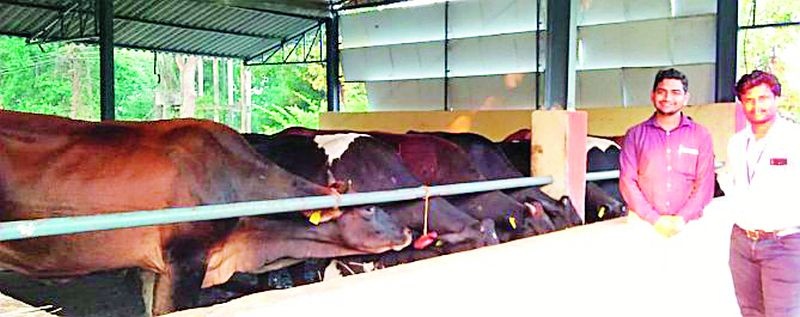 Increased milk capacity due to fridgeval cow | फ्रिजवल गायीमुळे वाढते दुधाची क्षमता