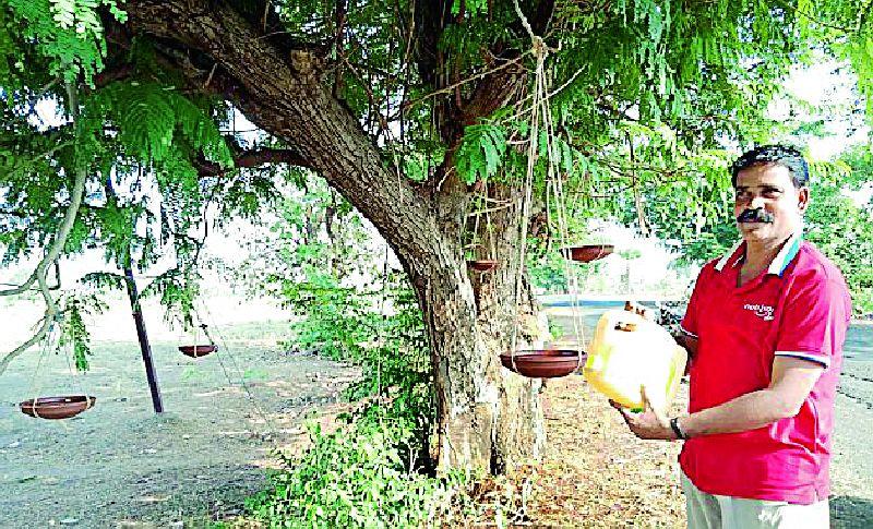 Convenience of trees is done on the tree | झाडावरच दाणापाण्याची केली सोय