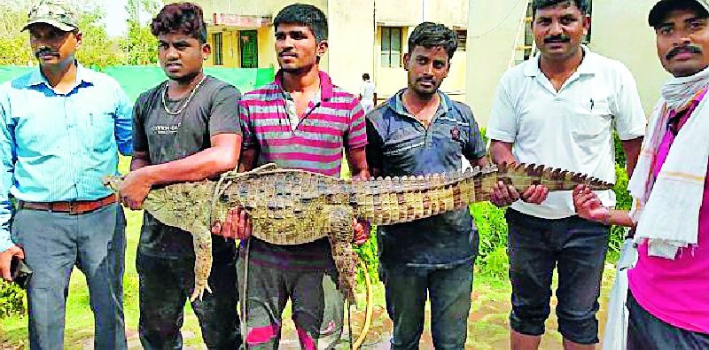 After all, the success of capturing a crocodile | अखेर मगराला पकडण्यात यश