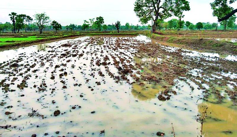 Difficulties in paddy sowing due to continuous rains | सततच्या पावसामुळे धान पेरणीच्या कामात वाढल्या अडचणी