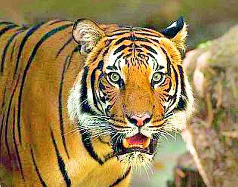 A tiger attacks Isma in the forest near Bodali | बोदलीजवळच्या जंगलात वाघाचा इसमावर जबर हल्ला