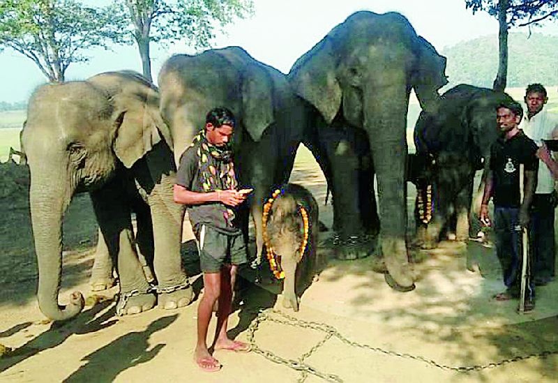Another elephant in the Elephant camp in Kamalpur | कमलापूरच्या हत्ती कॅम्पमध्ये आणखी एका हत्तीची भर