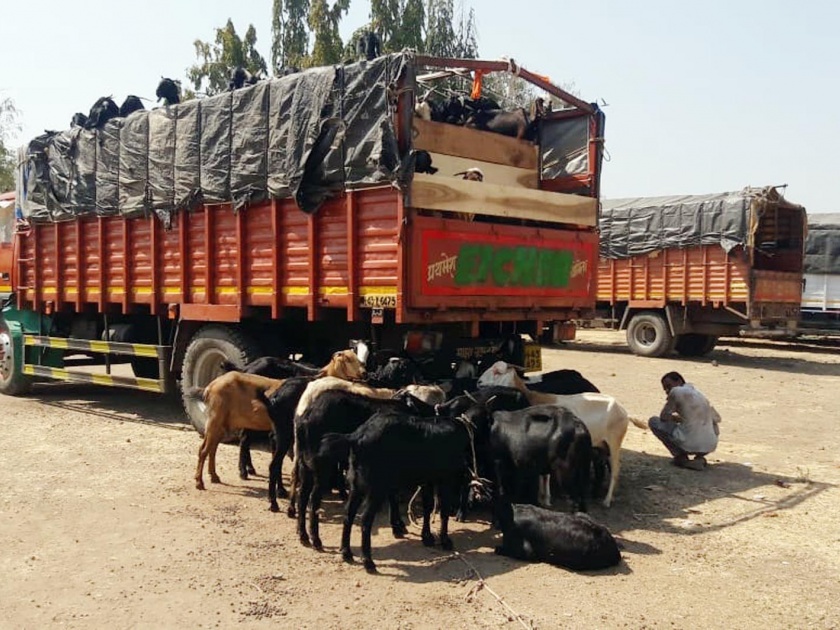  11 vehicles with 35 lakh sheep and goats seized | ३५ लाखांच्या शेळ्या-मेंढ्यांसह ११ वाहने जप्त