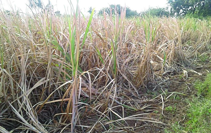 Humni insect damage sugarcane in Partur teshil | परतूरसह तालुक्यात ‘हुमणी’ अळीचा कहर