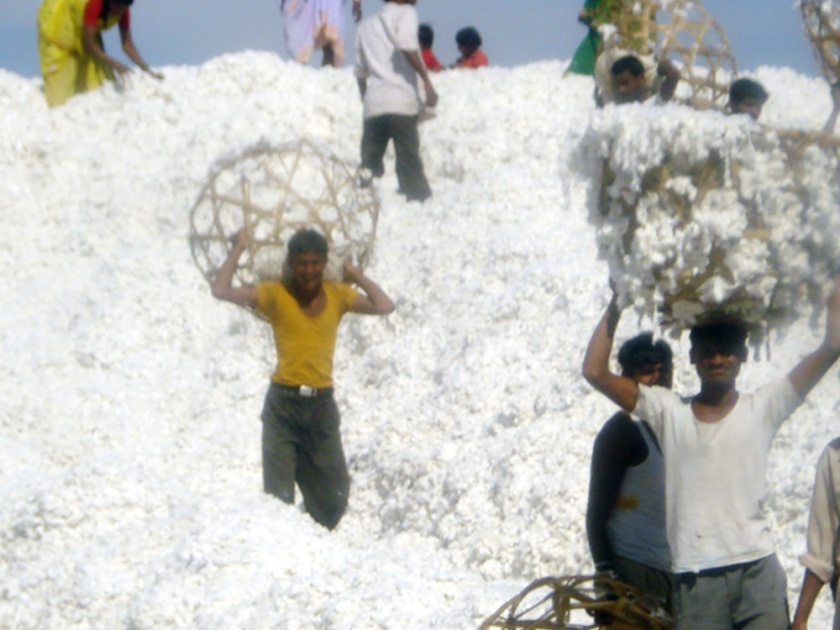 Purchase of cotton in Jalna for Rs | जालन्यात ४१ कोटी रुपयांची कापूस खरेदी