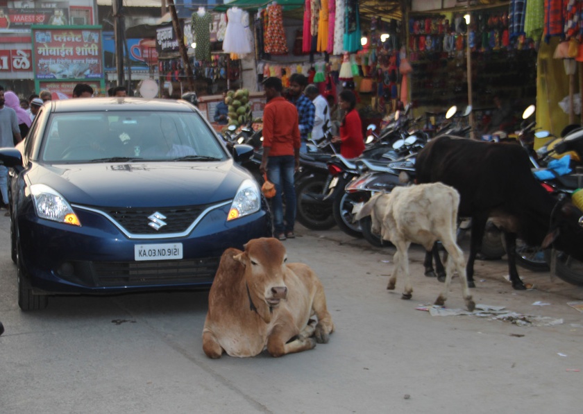 Action on drivers; Streets of Mokat Animals | चालकांवर कारवाई; मोकाट जनावरांचे रस्त्यावर ठाण