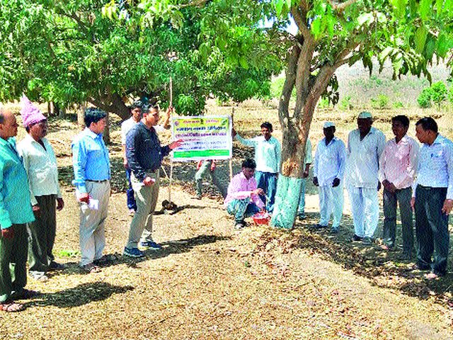 Agriculture Department's truce to save orchards | फळबागा वाचविण्यासाठी कृषी विभागाची धडपड