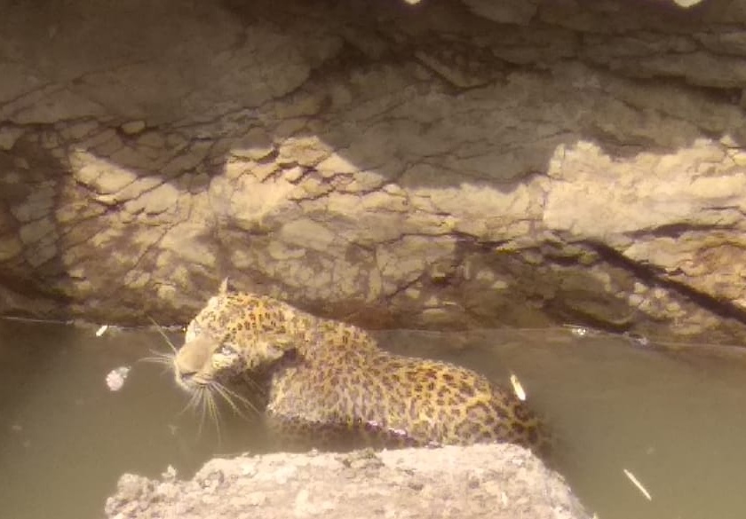 Leopard lying in the well | विहिरीत पडलेला बिबट्या जेरबंद