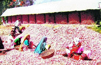 Lasalgaon onion prices fall | लासलगावी कांदा दरात घसरण