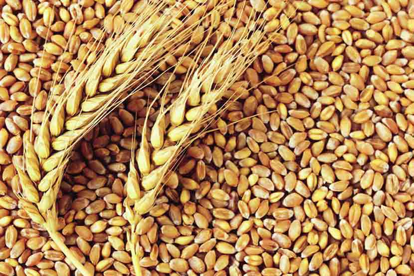 Rotten wheat in Kolhapur for ration | रेशनसाठी कोल्हापुरात निकृष्ट गहू