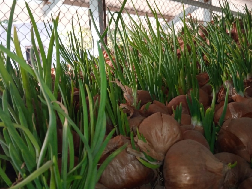 Pimpalgaon Onion | पिंपळगावी कांद्याला फुटले कोंब