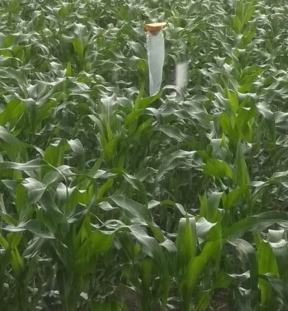 Maize crop in Malegaon taluka in danger | मालेगाव तालुक्यातील मका पीक धोक्यात