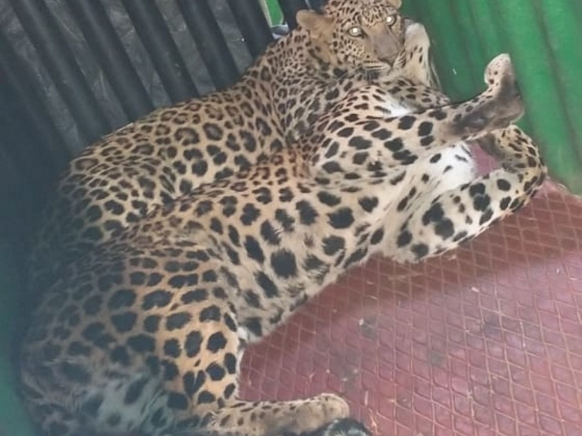  In Malegaon taluka, two leopard jerbands | मालेगाव तालुक्यात दोन बिबटे जेरबंद