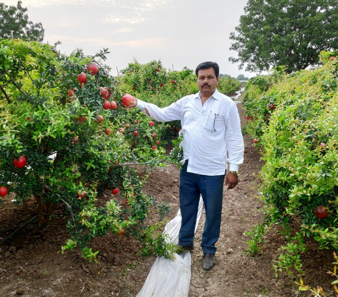 Guruji also engaged in farming and got a yield of 1 lakh per acre | गुरूजीही शेतीत रमले अन् ११ एकरात ७२ लाखांचे उत्पन्न मिळविले