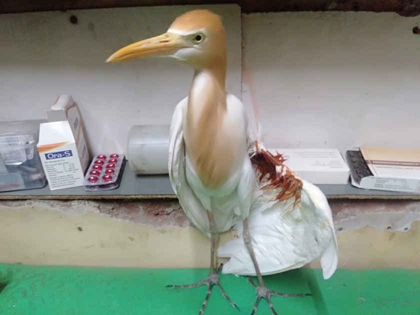 Heron injured by moth bite | पतंगाच्या मांजाने बगळा जखमी