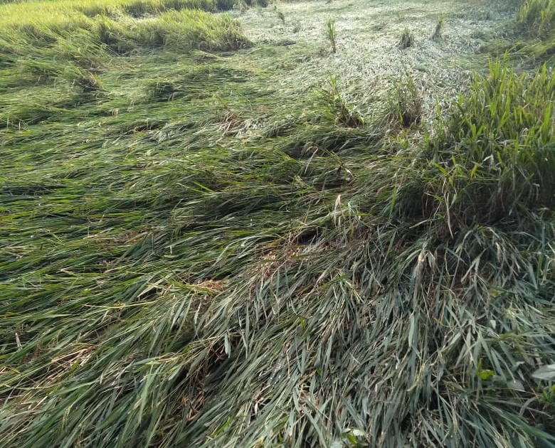 Heavy rains hit paddy | मुसळधार पावसाचा भाताला फटका