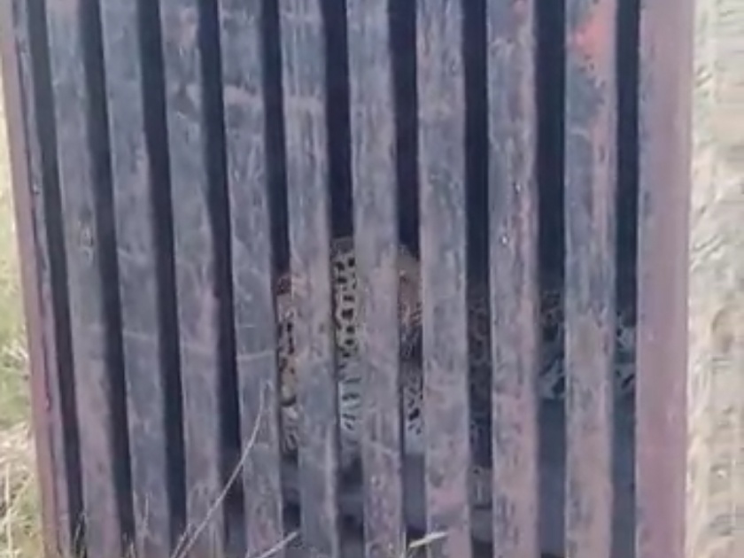 In a leopard cage at Deshwandi | देशवंडी येथे  बिबट्या पिंजऱ्यात
