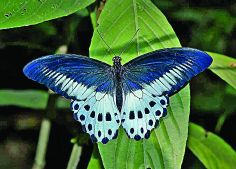 Rare species of butterflies in Satpuda | सातपुड्यात फुलपाखरूंच्या दुर्मिळ प्रजाती