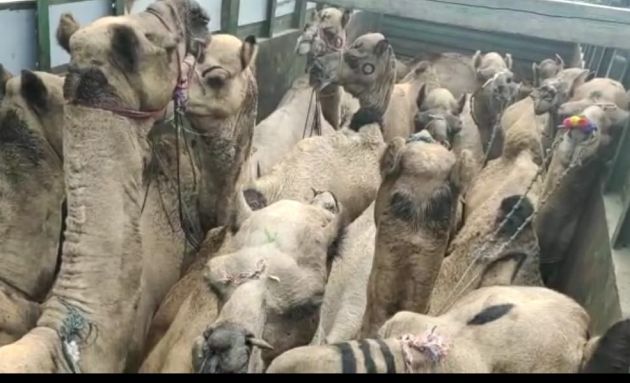 Illegal transport of camels from Rajasthan | राजस्थानमधून उंटांची अवैध वाहतूक