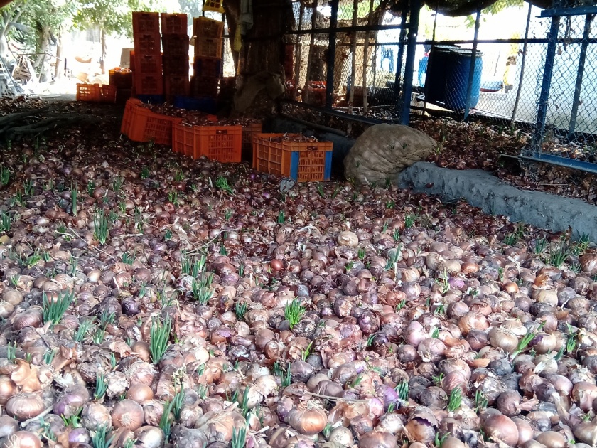 The farmers are in crisis after the straw harvested onion | चाळीत साठवून ठेवलेला कांदा सडल्याने शेतकरी संकटात