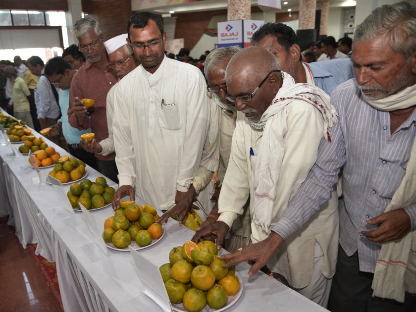 Size of Jujube fruit to watermelon in Nagpur at the World Orange Festival | नागपूरच्या वर्ल्ड आॅरेंज फेस्टिव्हलमध्ये बोर ते कलिंगडाच्या आकाराची संत्री