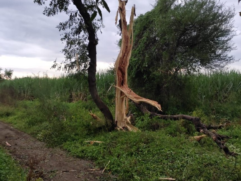 Lightning struck a lemon tree at Saigaon in Chalisgaon taluka | चाळीसगाव तालुक्यातील सायगाव येथे लिंबाच्या झाडावर वीज कोसळली