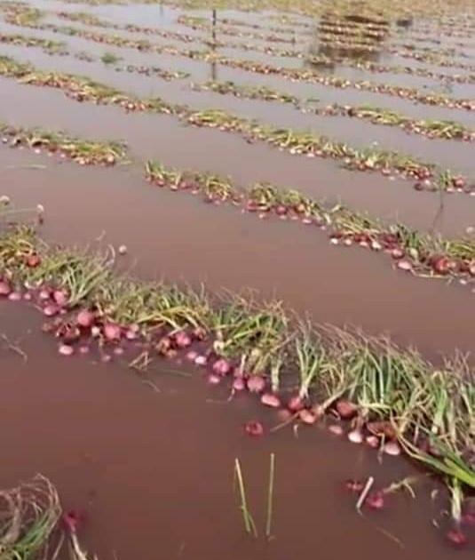 The return rains hit the farmer | परतीच्या पावसाने शेतकऱ्याचा केला घात