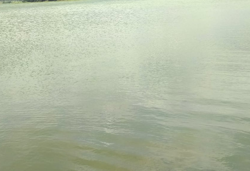 Thousands of fish fell dead in Godavari river | गोदावरी नदीत दूषित पाणीहजारो मासे पडले मृत