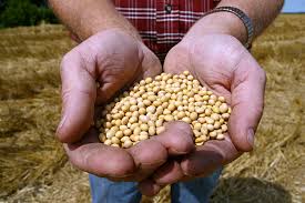Farmers' frustration over non-proof of seed bogusness, only 36% complaints lodged in consumer forum | बियाणांचा बोगसपणा सिद्ध न झाल्याने शेतकºयांच्या पदरी निराशा, ग्राहक मंचात ३६ टक्केच तक्रारी निकाली