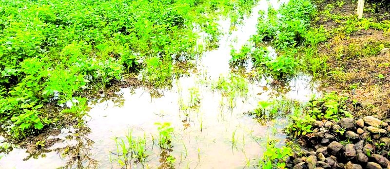 Drizzle in Washim district; Farming work affected! | वाशिम जिल्ह्यात पावसाची रिपरिप; शेतीची कामे प्रभावित !
